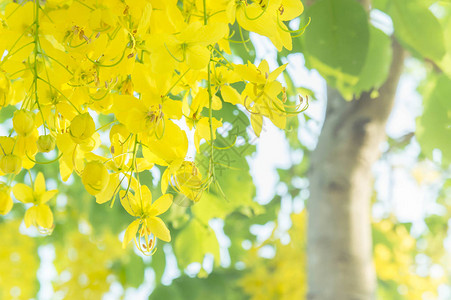 卡西亚瘘管病花黄金淋浴花泰国黄花夏月图片