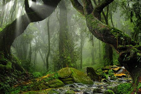 雨 佛东南亚深层雨林背景