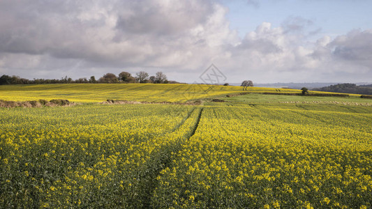 春清晨英国美丽的农耕田地貌的图片