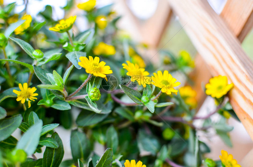 木本和绿叶上的小黄花朵图片