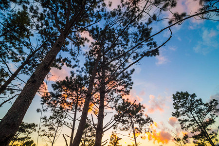 黄天云山夕阳上的锡卢阿特树图片