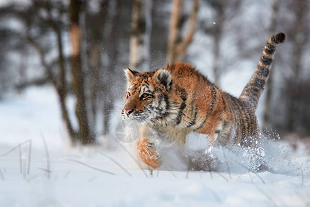 将西伯利亚虎Pantheratigrisaltaica在深雪中奔跑冬季景观中的年轻雄寒风凛冽图片