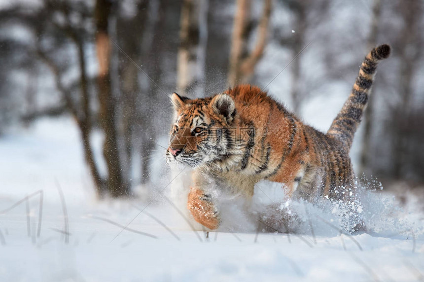 将西伯利亚虎Pantheratigrisaltaica在深雪中奔跑冬季景观中的年轻雄寒风凛冽图片