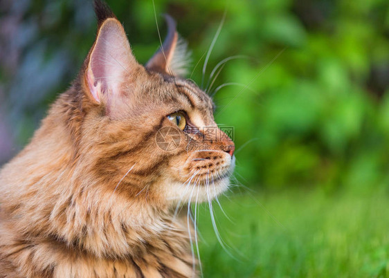 近距离的黑卡布比缅因熊猫肖像在绿色背景上图片