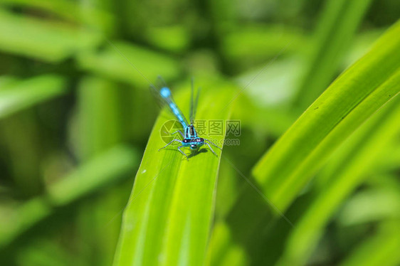绿色草原上的蓝色Coenag图片