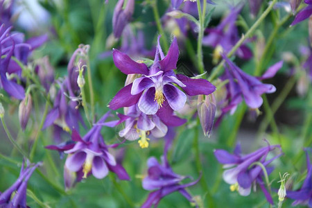 夏日花园里的耧斗菜花图片