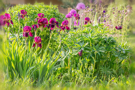 紫色调的浪漫花坛美丽多彩的花朵鸢尾花洋葱装饰耧斗菜羽扇图片