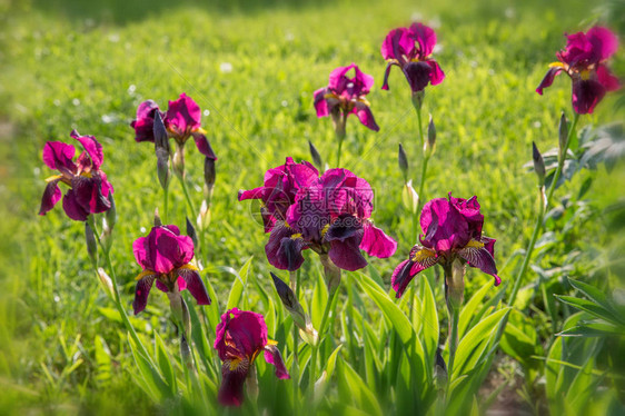 紫色调的浪漫花坛美丽多彩的花朵鸢尾花洋葱装饰耧斗菜羽扇图片