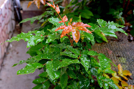 雨后花园中的绿地景观水滴图片