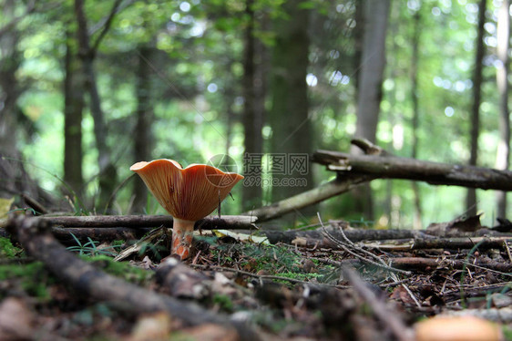 森林野蘑菇长在树桩上图片