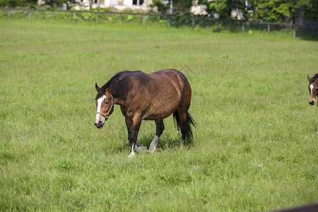 一匹马在牧场吃草图片