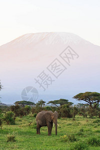 从肯尼亚看乞力马扎罗山东非图片