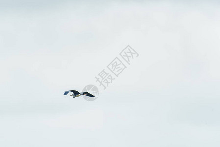 飞行中的大蓝鹭背景图片