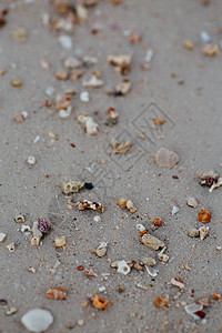灰色沙滩傍晚日落或早晨日出上彩色红黄白贝壳的特写微距照片图片