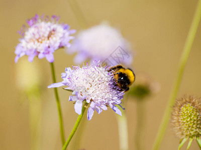 一只大黄蜂在春天给花授粉图片