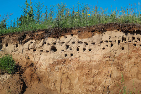 燕子窝在河岸沙丘上夏天图片