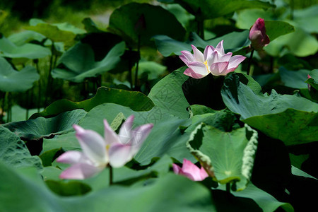 荷花莲花和心皮白莲花植物背景图片