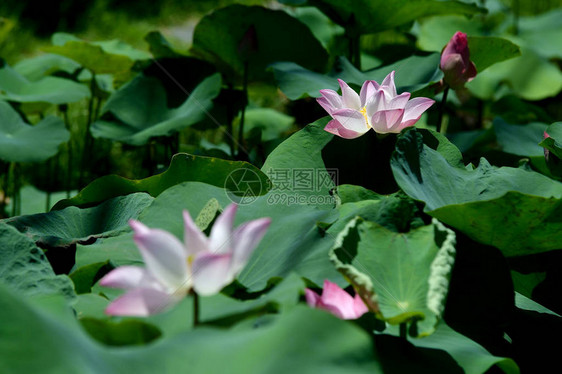 荷花莲花和心皮白莲花植物图片