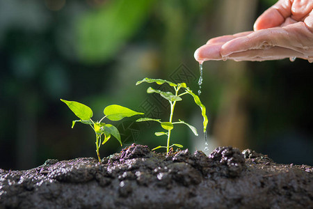 农业种植物植树苗人工培育和给生长在天然绿色本底肥沃土壤上的年轻植图片