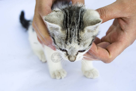 可爱的猫人们爱和亲吻猫最美图片