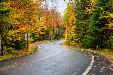 风景山路在雨天秋穿过森林图片