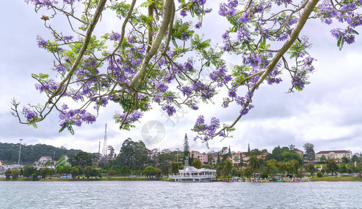 越南大拉特州XuanHuong湖岸边的Jacaranda图片