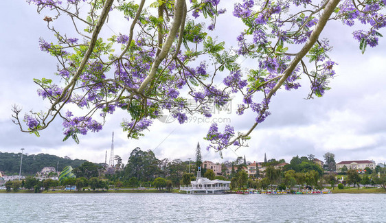 越南大拉特州XuanHuong湖岸边的Jacaranda图片