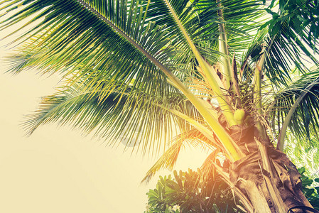 椰子树的古老音调形象白天图片