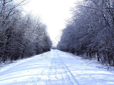 穿过树林的雪地摩托小径图片