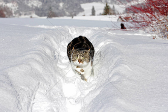 年轻小猫在下雪图片