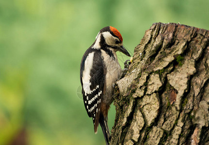 年轻的大斑啄木鸟有兴趣在昆虫的树皮下寻找图片