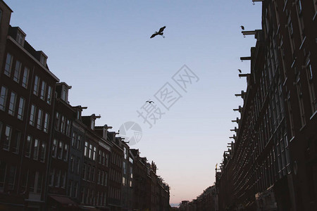 阿姆斯特丹街上苍鹭的剪影黄昏生图片