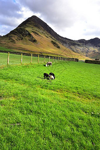 双牧羊羔在Pike和Pik图片