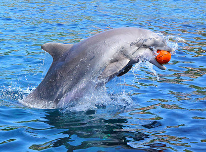 海豚在蓝色的环礁湖里微笑和玩球图片
