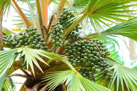 TalipotPalmCoryphaUmbraculifera是世界上最大的棕榈树之一当地人对这种棕榈树食物药品和其他商品有广泛图片
