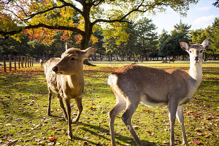 日本奈拉公园的秋季色背景图片