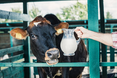 农民站在奶牛附近时拿着装有新鲜牛奶的玻璃罐子和鲜奶图片