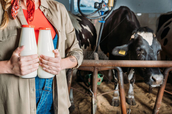 女农民在马棚的奶牛附近站立时拿着装满鲜图片