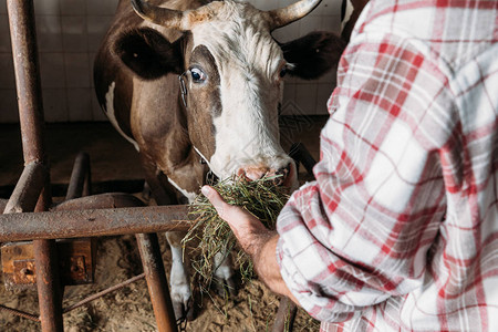 农夫在摊位上用干草喂牛的短片图片