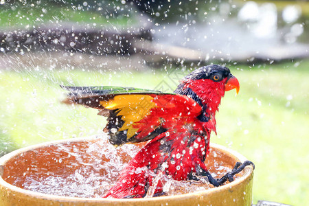 红黑色彩鹦鹉Parakee图片