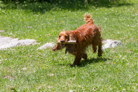 Spaniel用棍子刺在图片