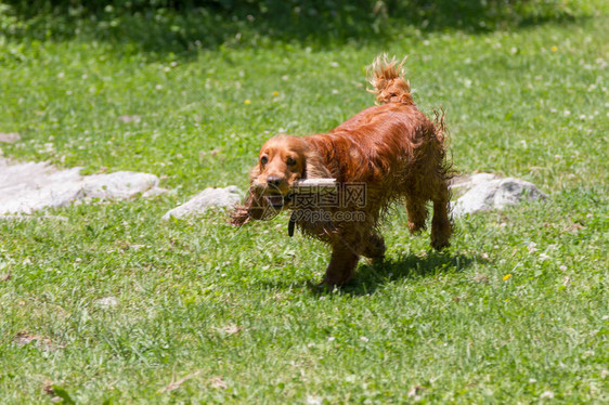 Spaniel用棍子刺在图片