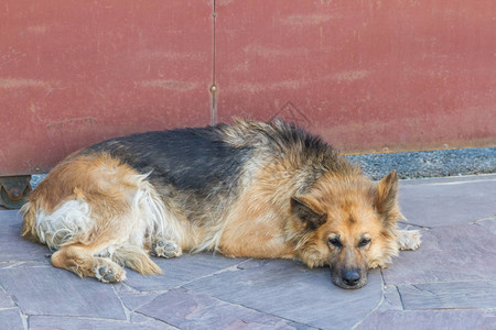 躺在门口的老东欧牧羊犬图片