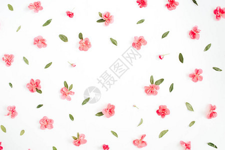 花框由粉红色的绣球花绿叶白色背景的树枝制成图片