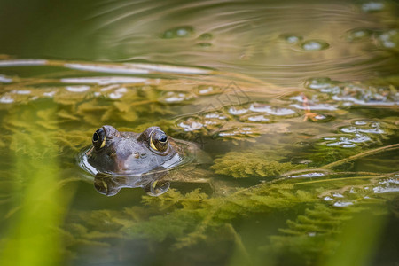 美国牛蛙在水中图片