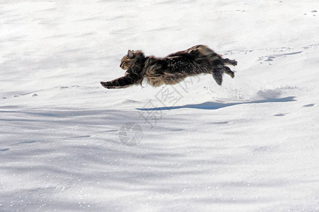 一只挪威的森林猫在雪上大跳图片