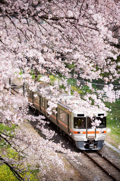 日本在川县山田城的樱花盛开赛中图片
