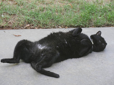 大黑猫趴在地上躺在绿色草地背景图片