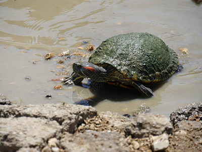 一只小乌龟从泥泞的水中爬向湖岸的岩石背景图片