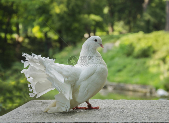夏天在公园的夏天坐着美丽的白鸟鸽子图片